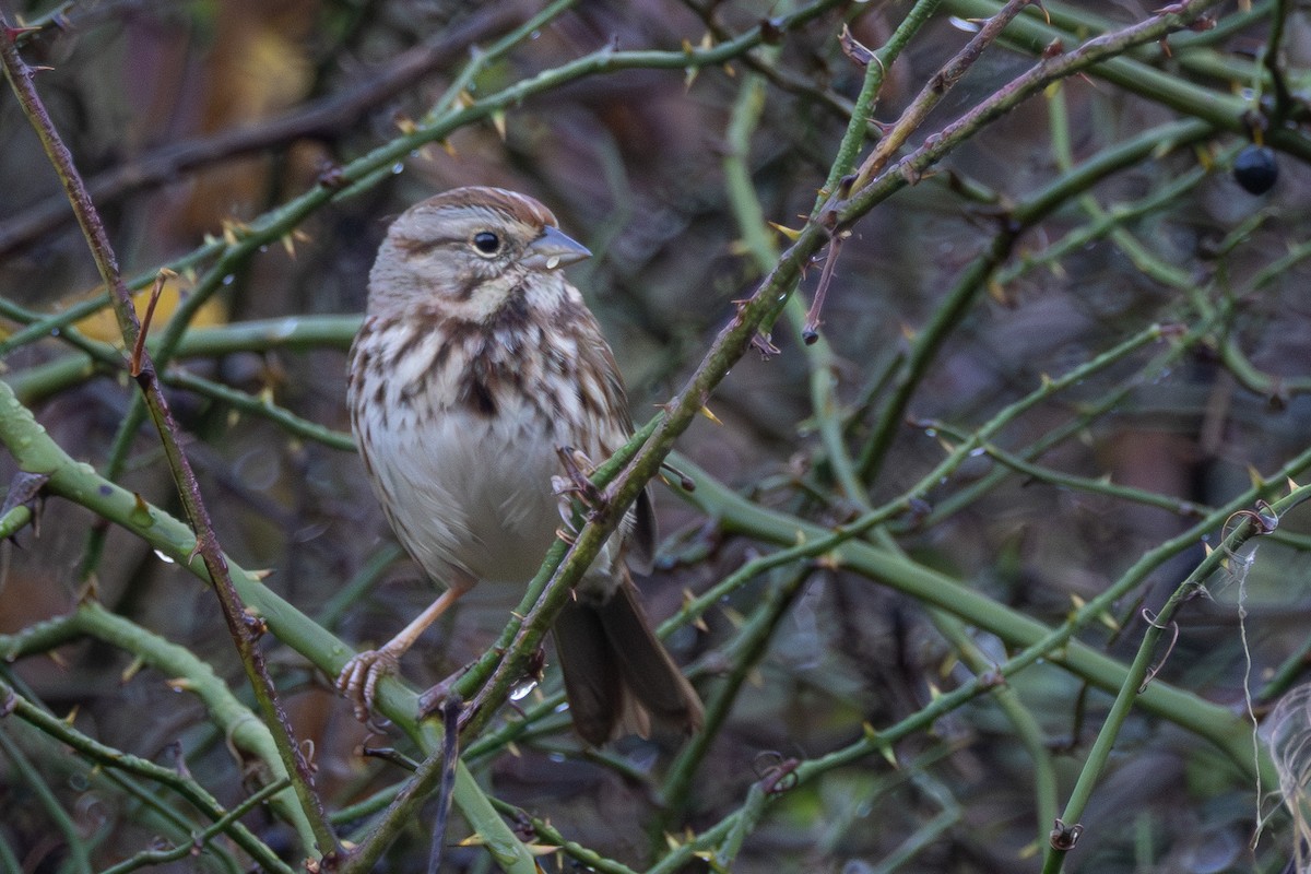 ウタスズメ - ML645774435