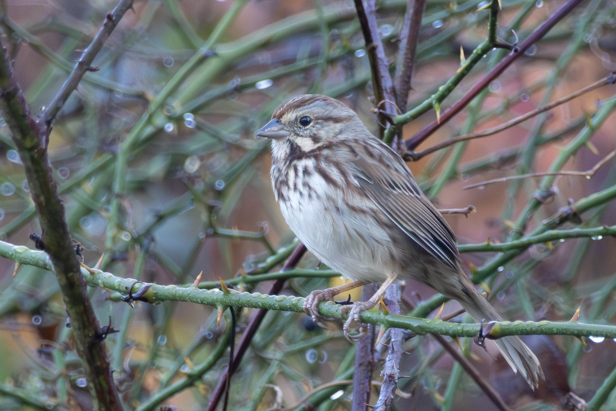 ウタスズメ - ML645774436