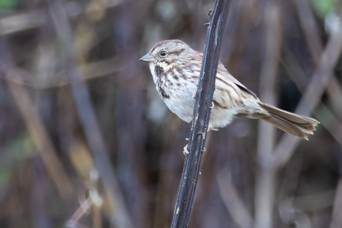 ウタスズメ - ML645774437