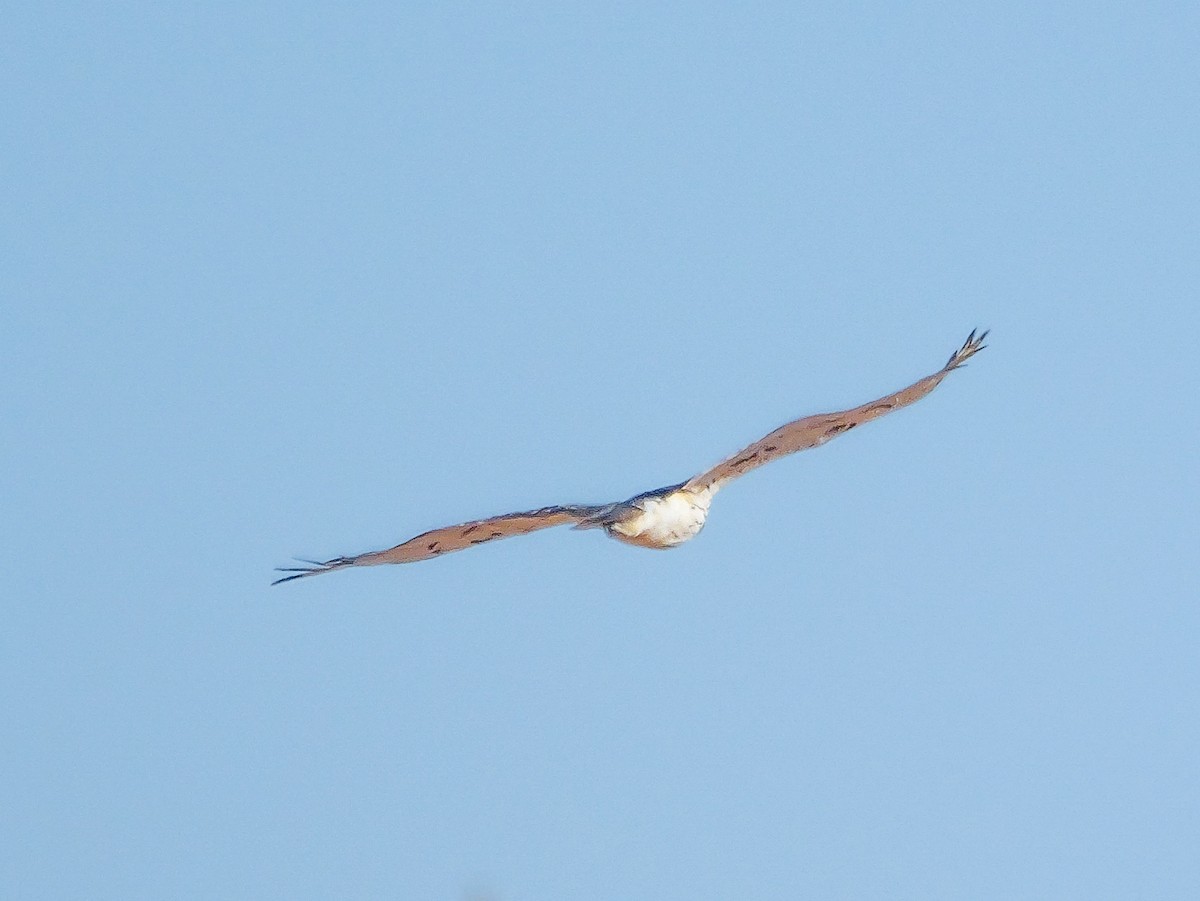 Augur Buzzard (Augur) - ML645774439