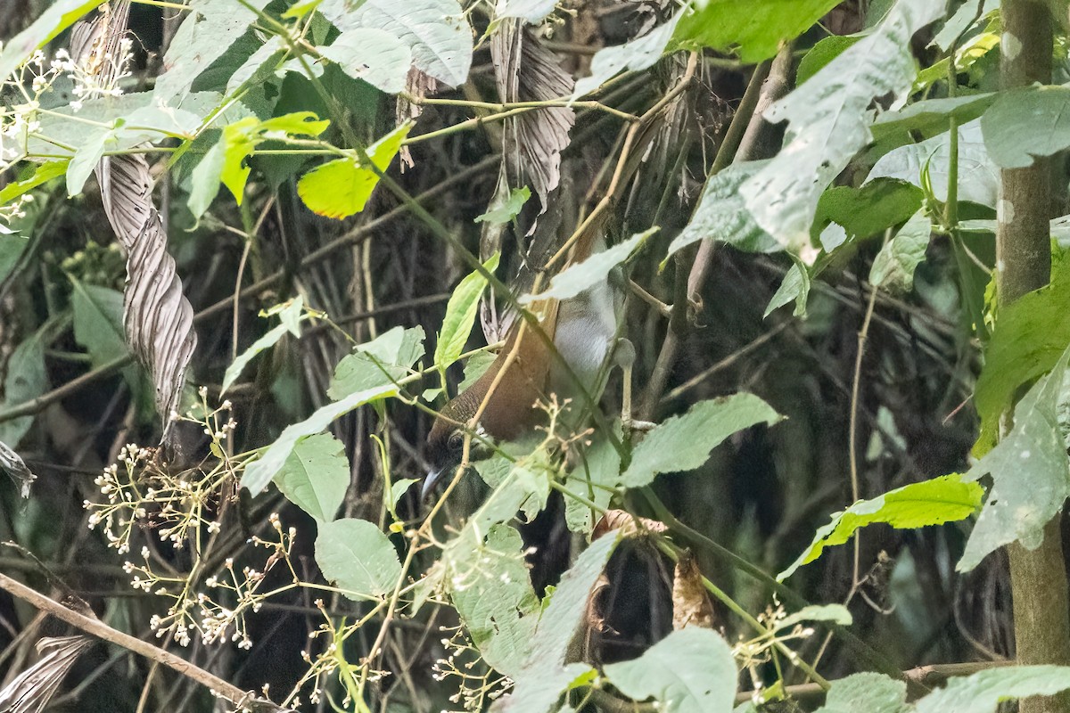 ミミジロガビチョウ - ML645774442