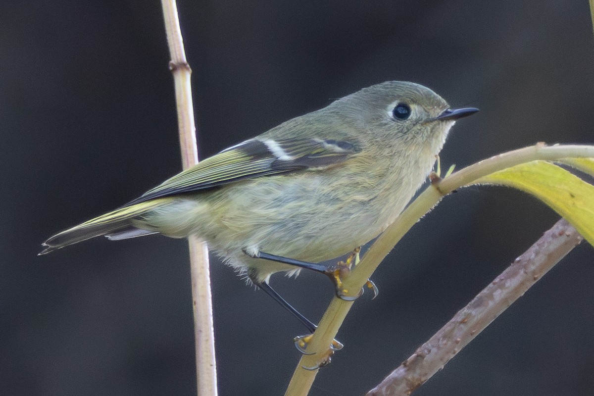 ルビーキクイタダキ - ML645774443