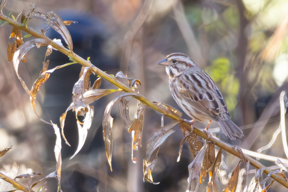 ウタスズメ - ML645774444
