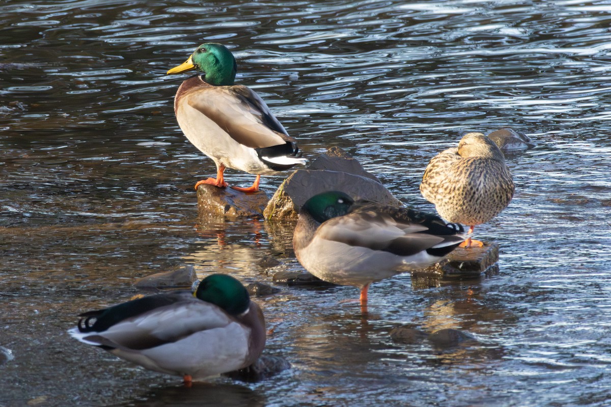 マガモ - ML645774445