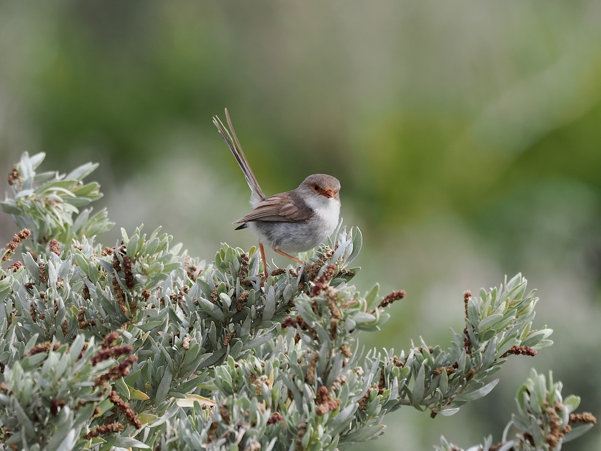 ルリオーストラリアムシクイ - ML645774446