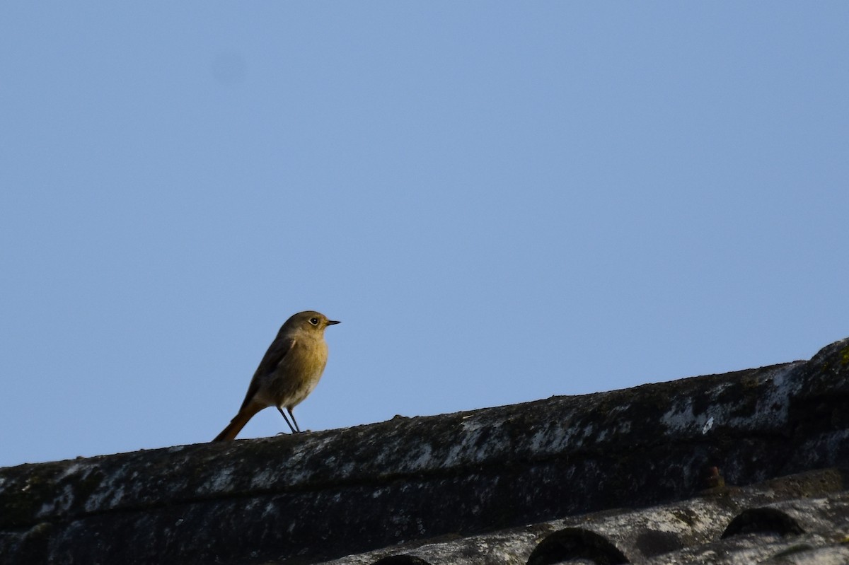 クロジョウビタキ - ML645774448