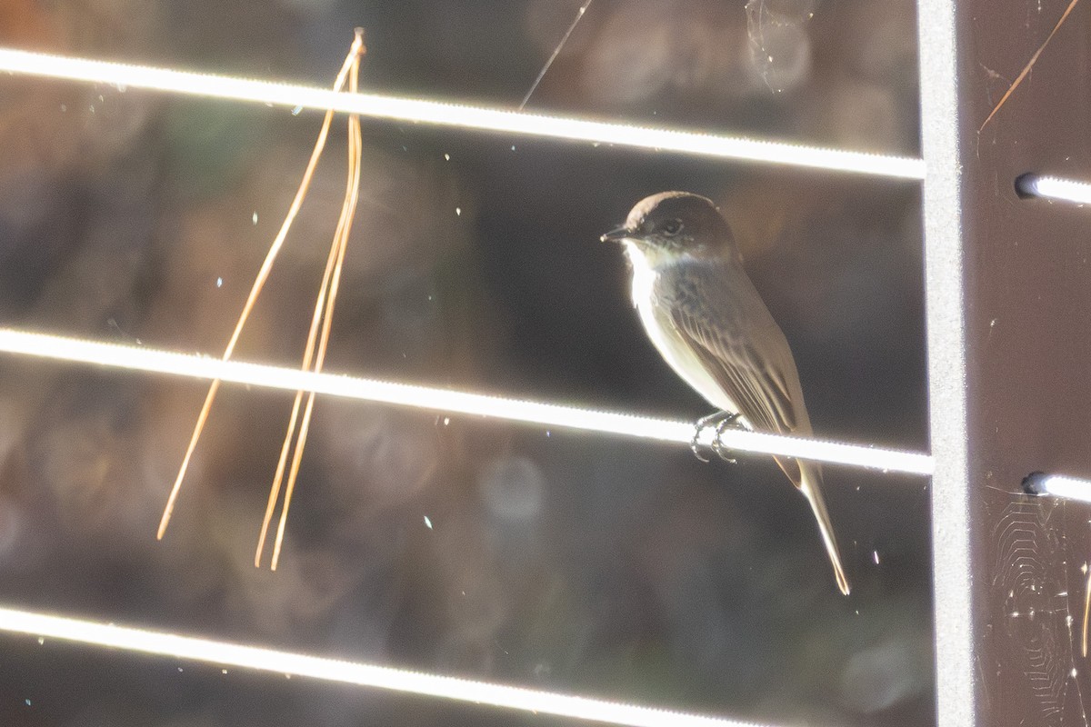 ツキヒメハエトリ - ML645774449