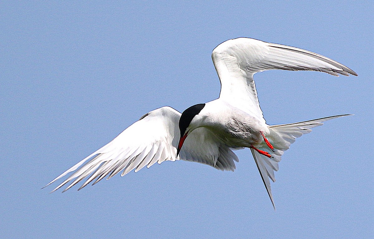 アジサシ - ML645774450