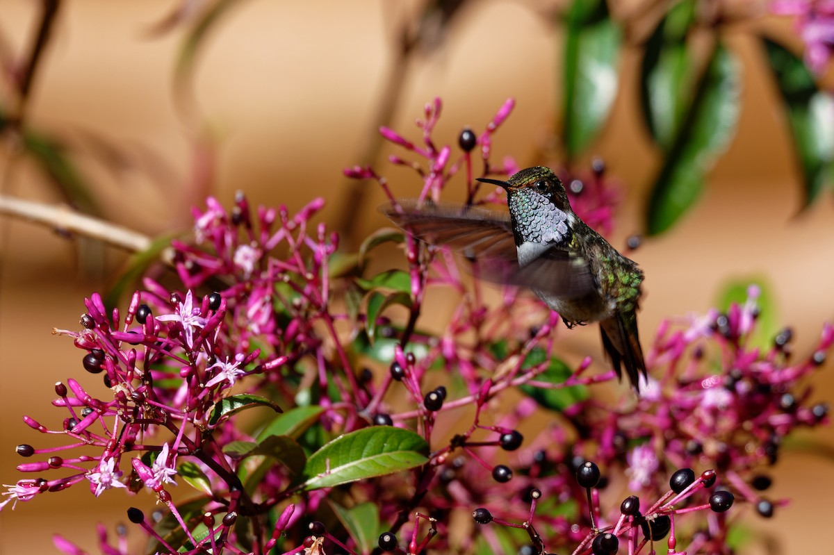 Volcano Hummingbird - ML645774464