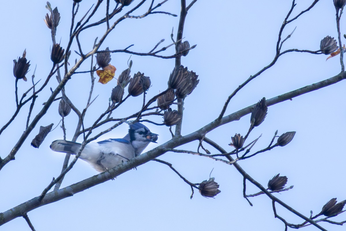 Blue Jay - ML645774475