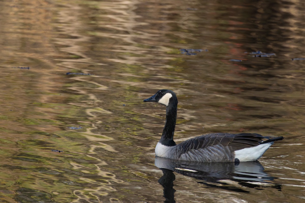Barnacla Canadiense Grande - ML645774479