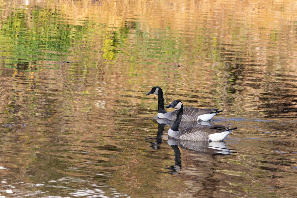 Barnacla Canadiense Grande - ML645774481