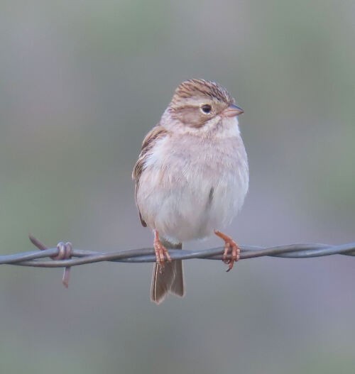 Brewer's Sparrow - ML645774483