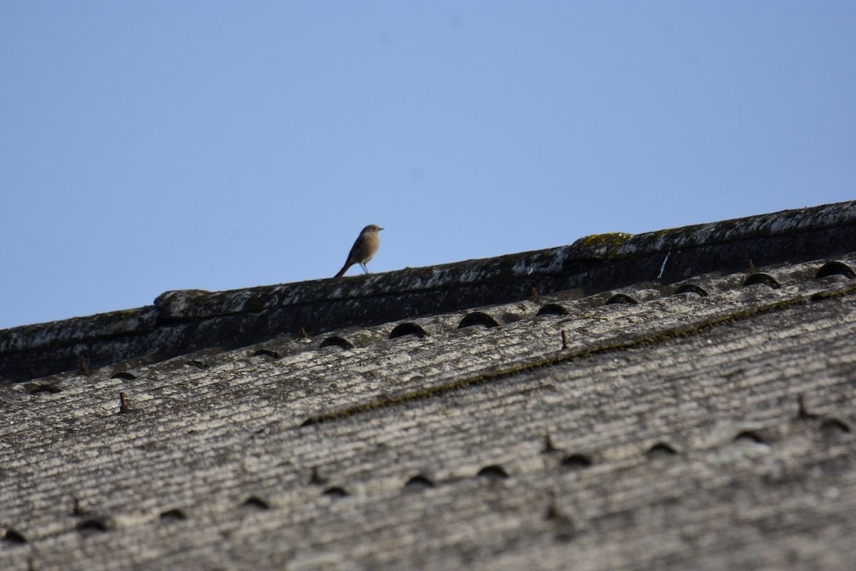 Black Redstart - ML645774484