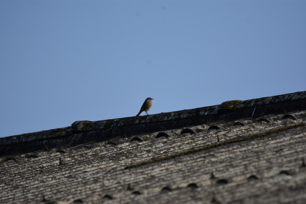 Black Redstart - ML645774485
