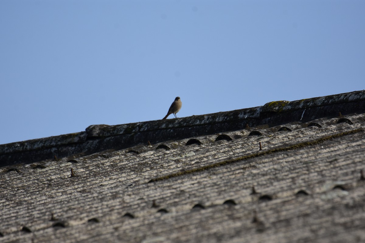 Black Redstart - ML645774486