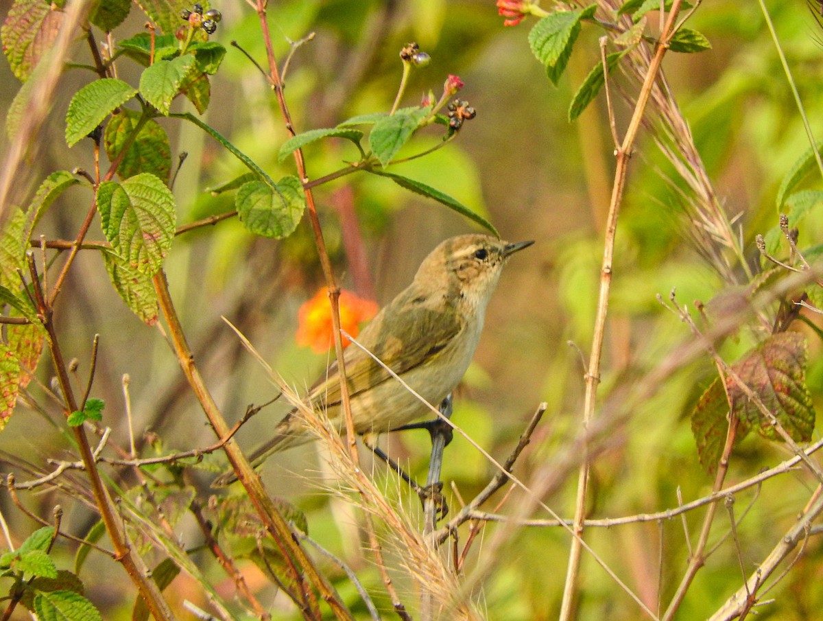 Çıvgın - ML645774490