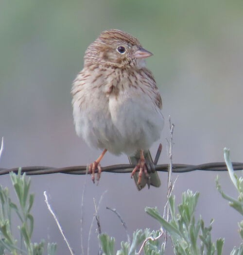 Vesper Sparrow - ML645774495
