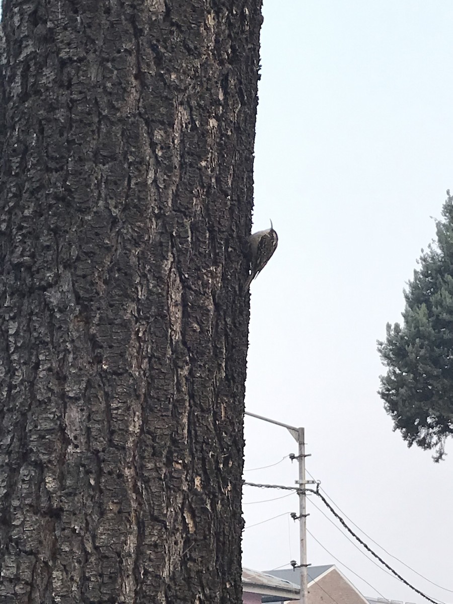 Bar-tailed Treecreeper - ML645774498