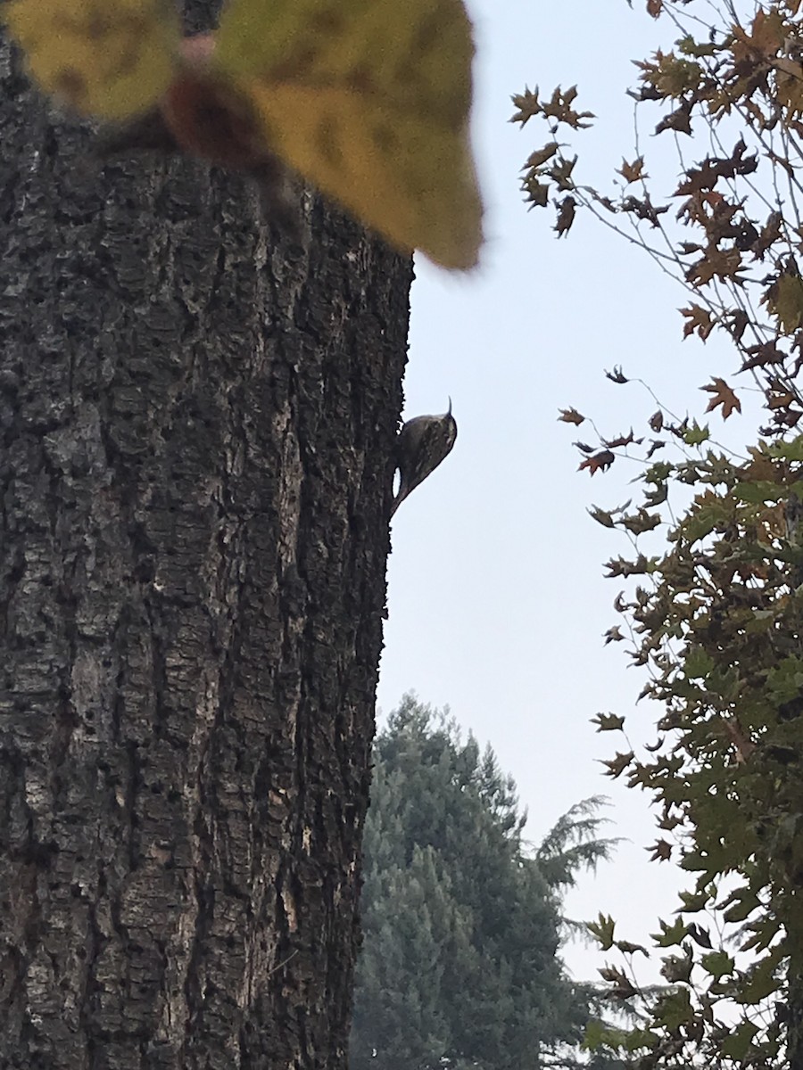 Bar-tailed Treecreeper - ML645774499