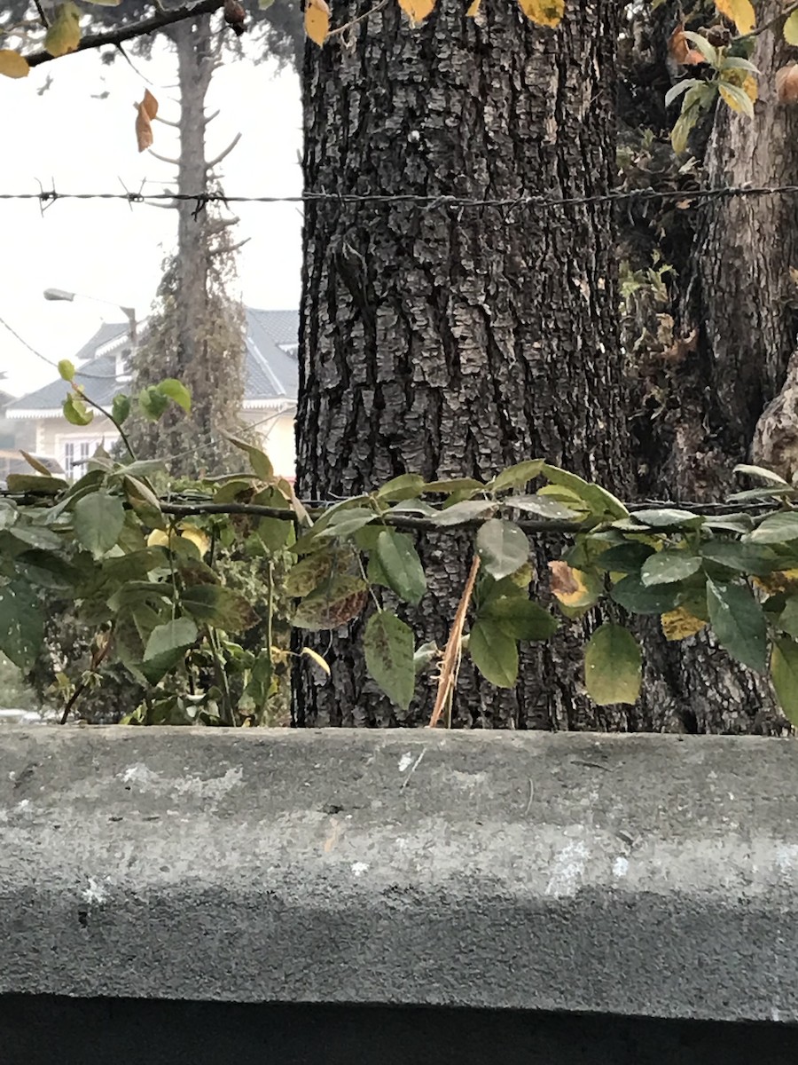 Bar-tailed Treecreeper - ML645774500