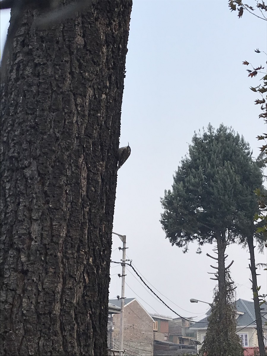 Bar-tailed Treecreeper - ML645774501