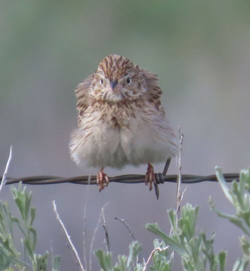 Vesper Sparrow - ML645774504