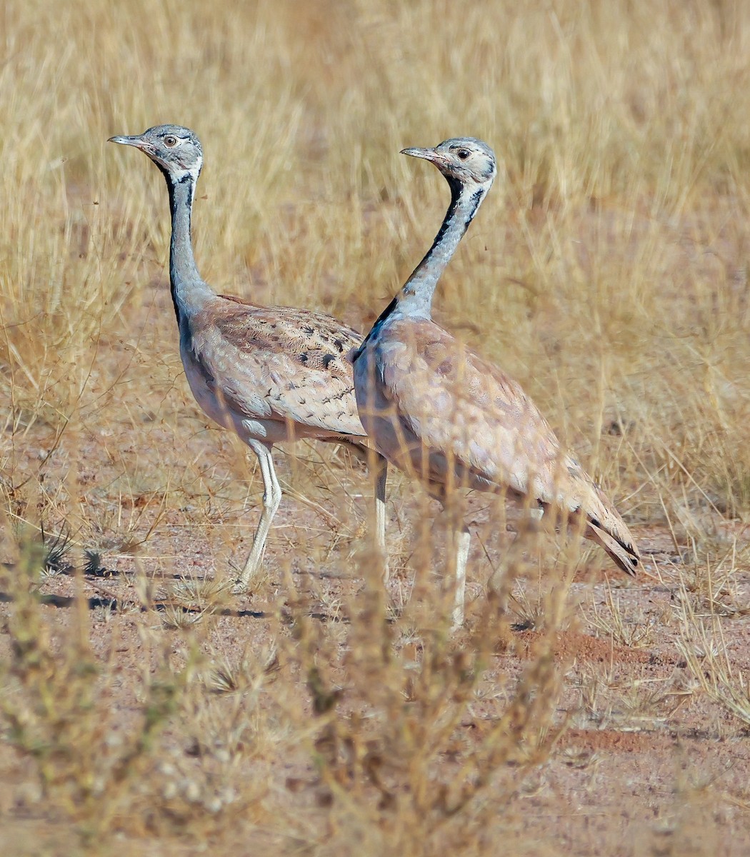 Rüppell's Bustard - ML645774509