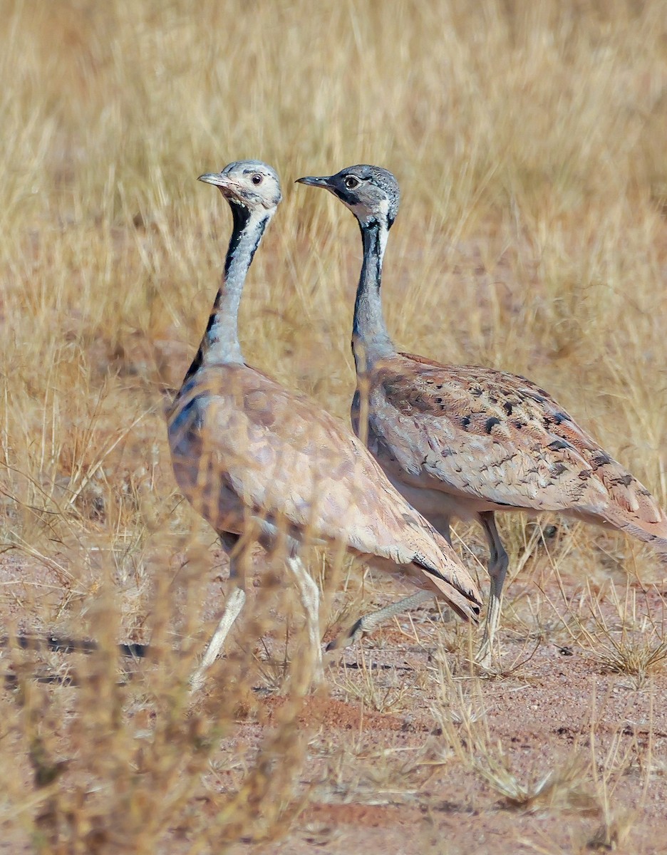 Rüppell's Bustard - ML645774510