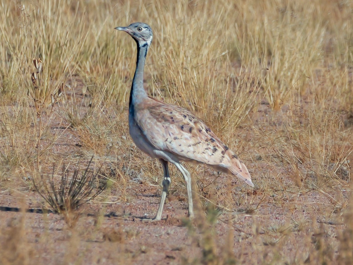 Rüppell's Bustard - ML645774512