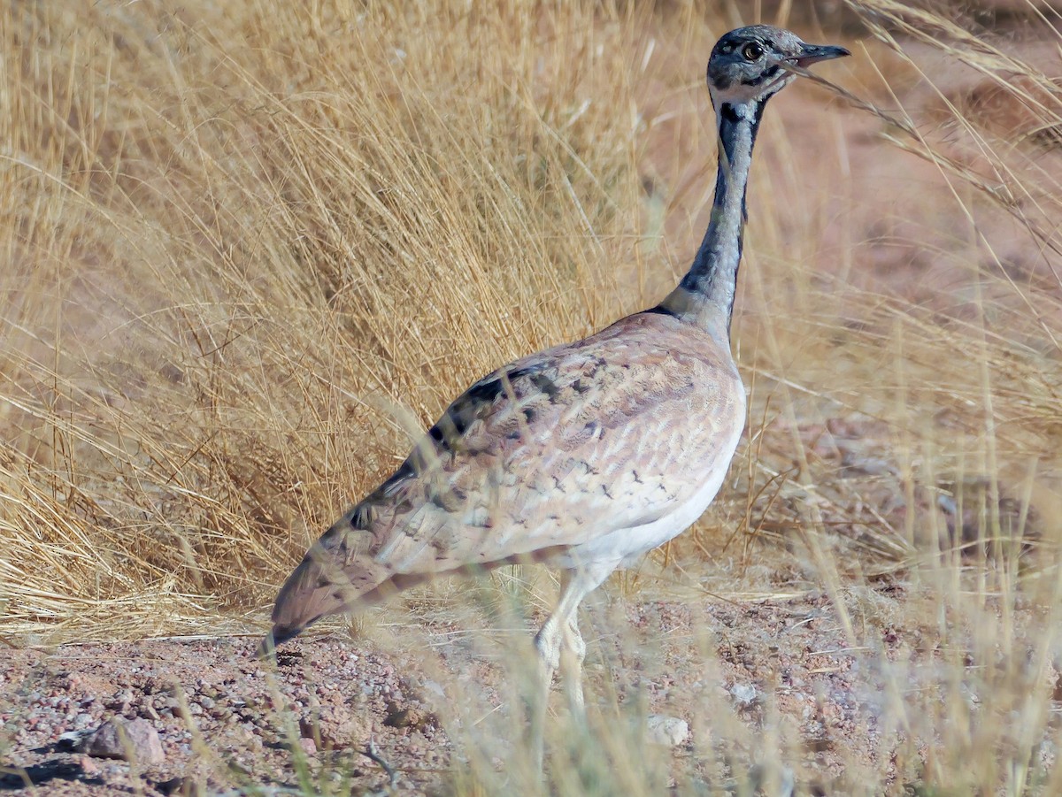 Rüppell's Bustard - ML645774513