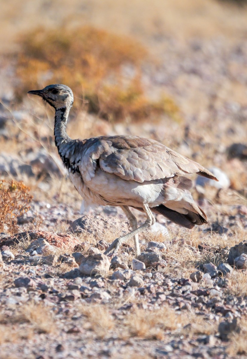 Rüppell's Bustard - ML645774514