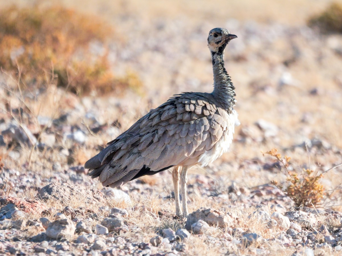 Rüppell's Bustard - ML645774516