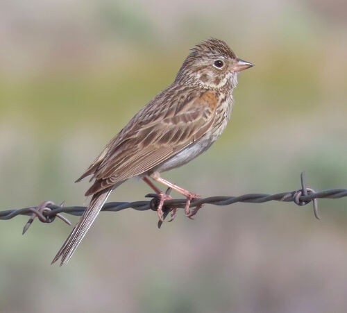 Vesper Sparrow - ML645774517