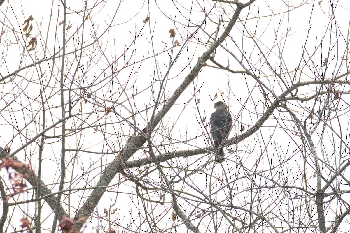 Яструб чорноголовий - ML645774520