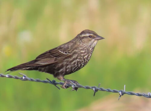 Red-winged Blackbird - ML645774523