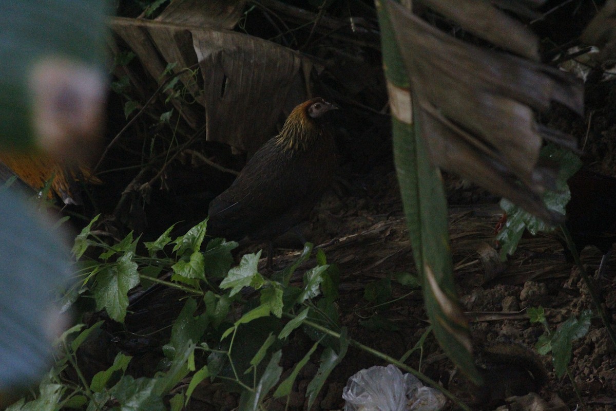 Yaban Tavuğu - ML645774530