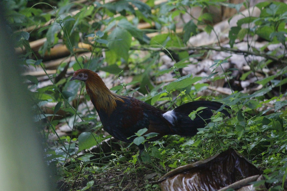 Yaban Tavuğu - ML645774531