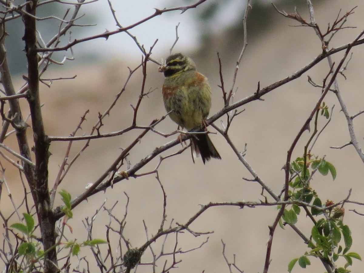 Cirl Bunting - ML645774532