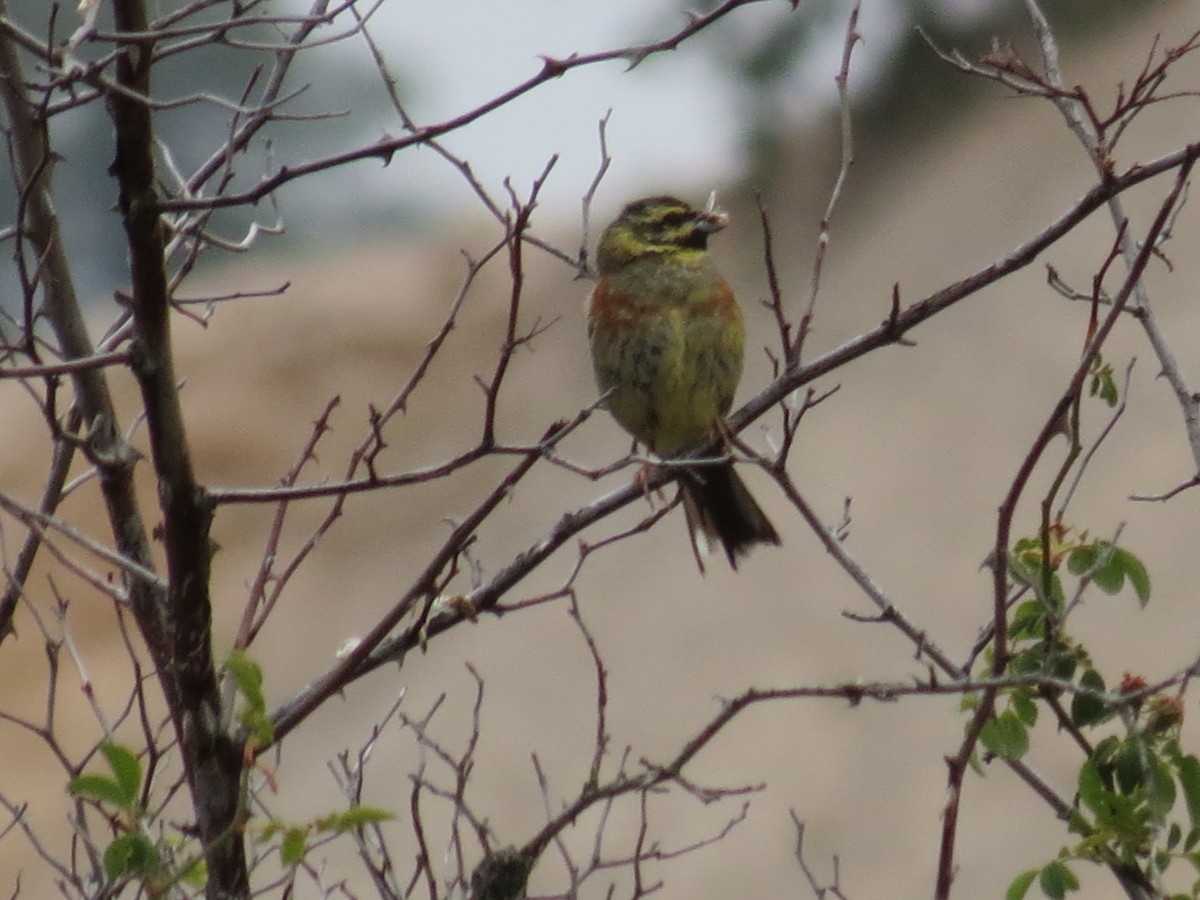 Cirl Bunting - ML645774533