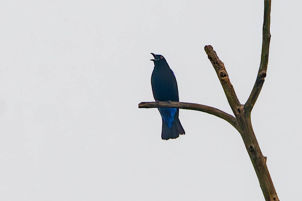 Asya Mavi İrenası - ML645774535