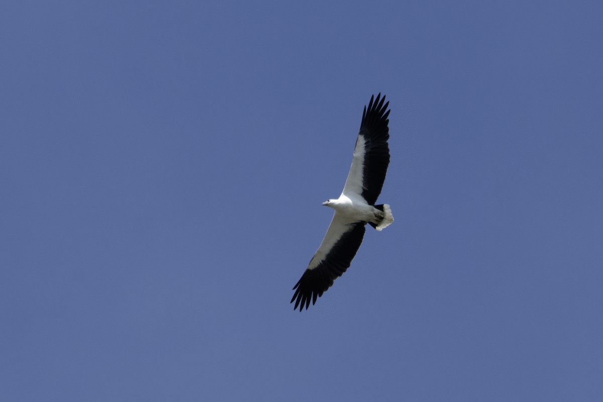 Oriyental Deniz Kartalı - ML645774538