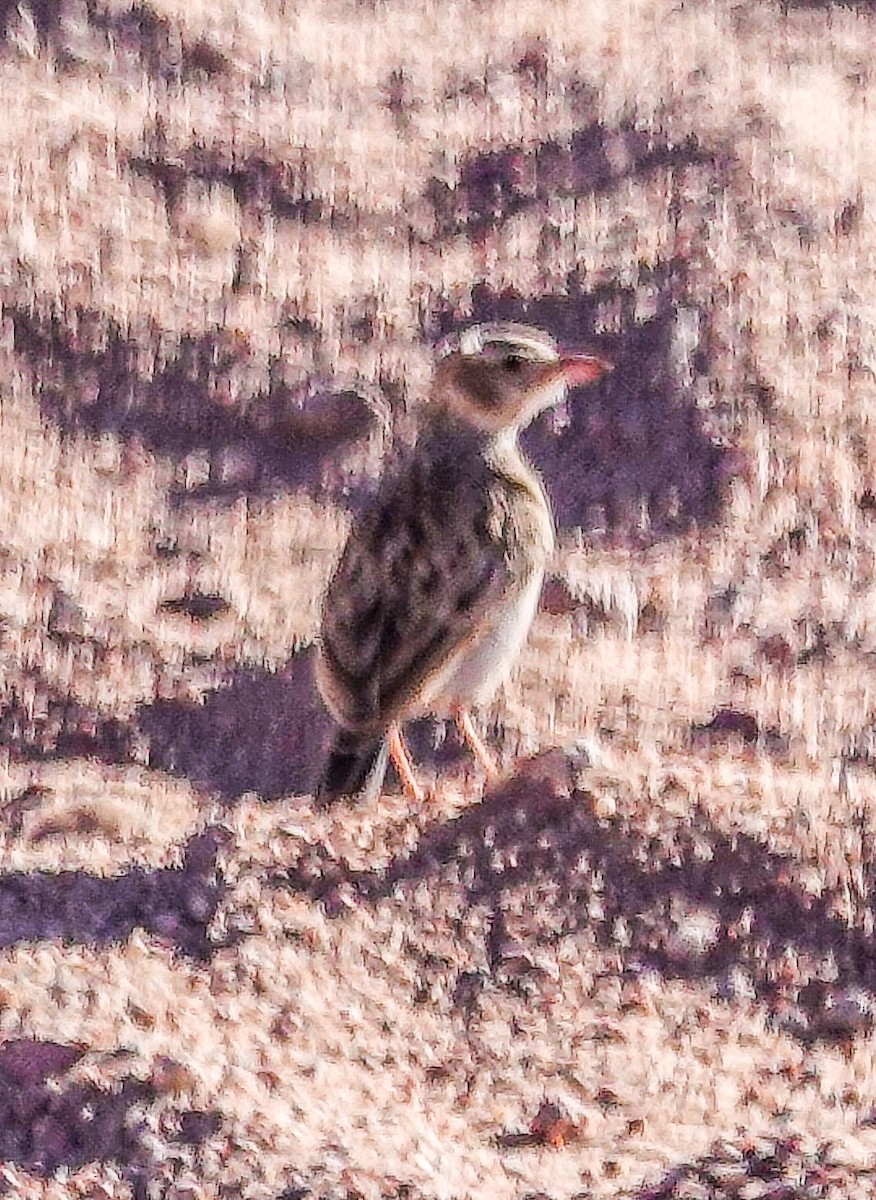 Stark Toygarı - ML645774539