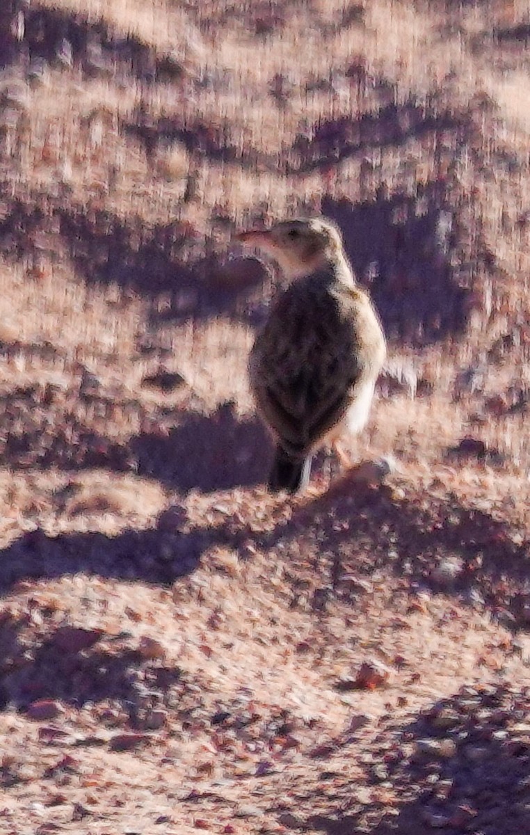 Stark Toygarı - ML645774540