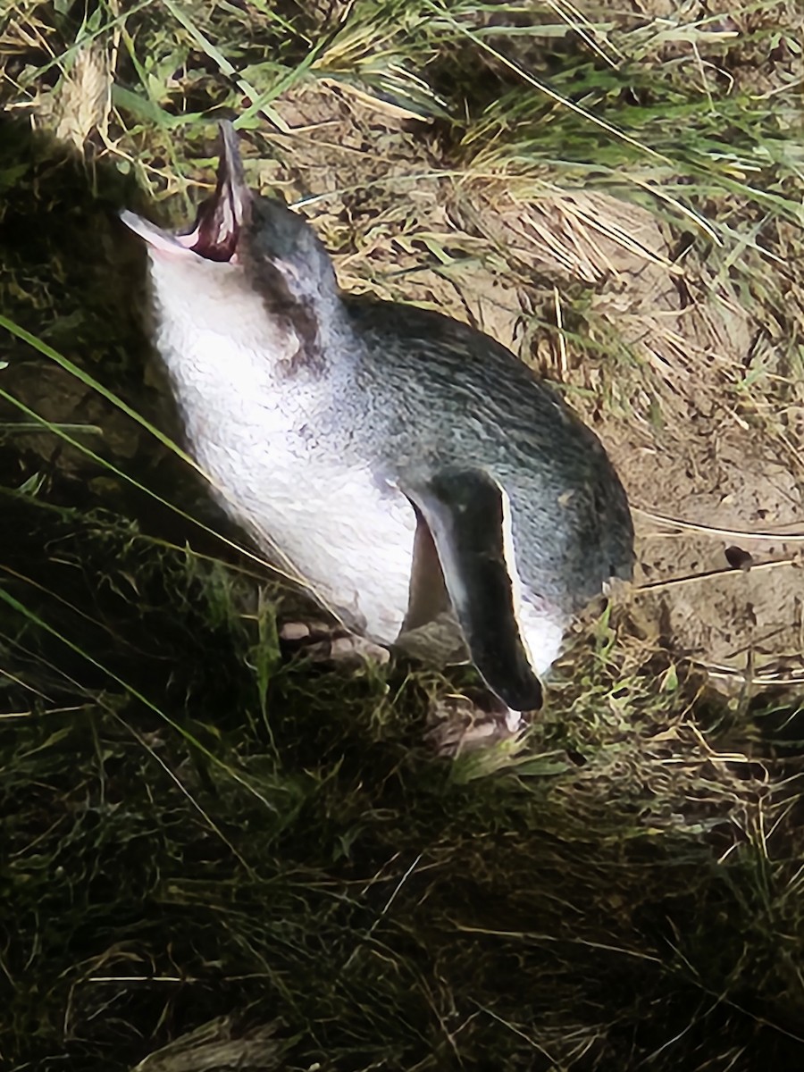 Little Penguin - ML645774547