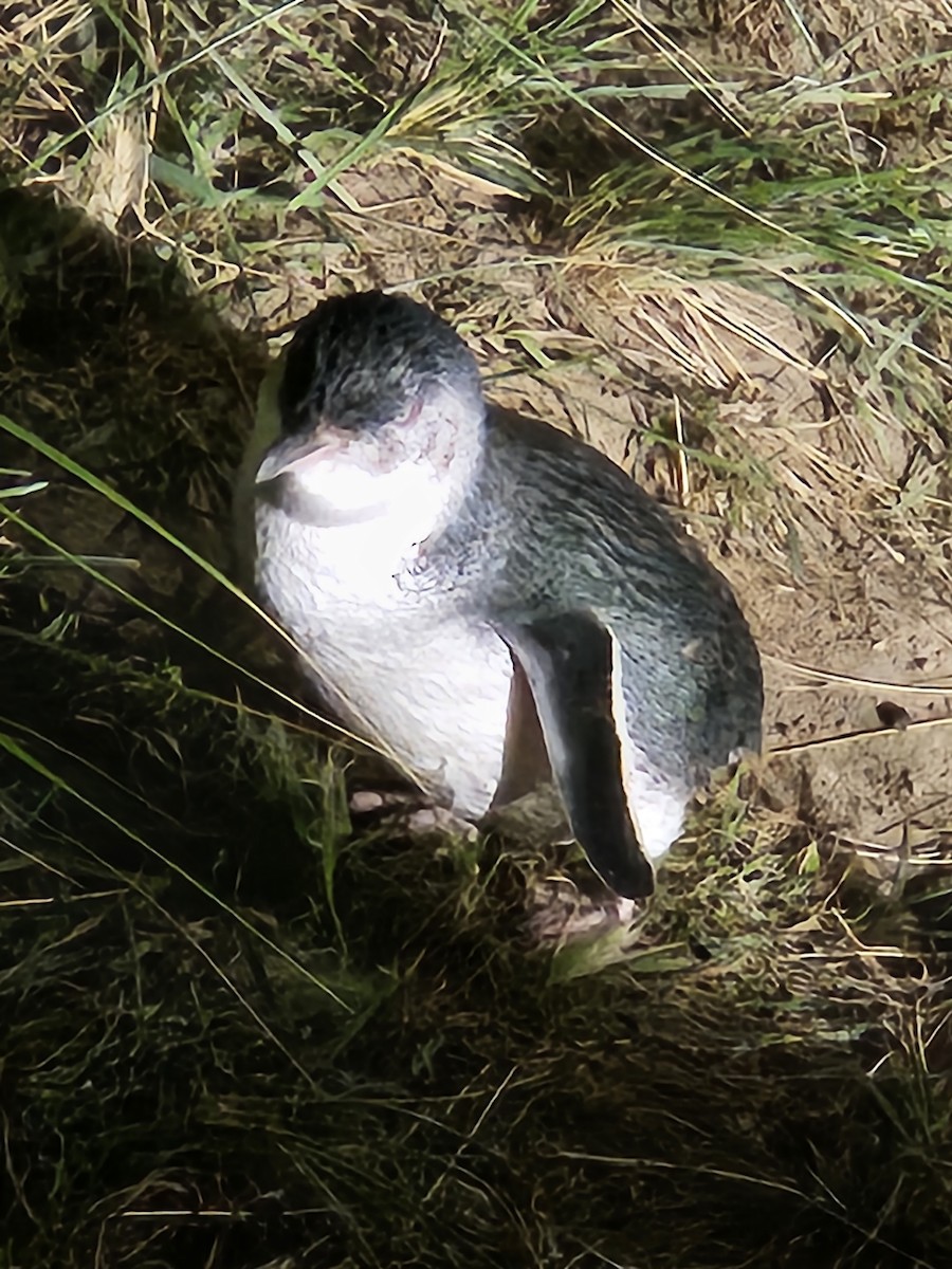 Little Penguin - ML645774548