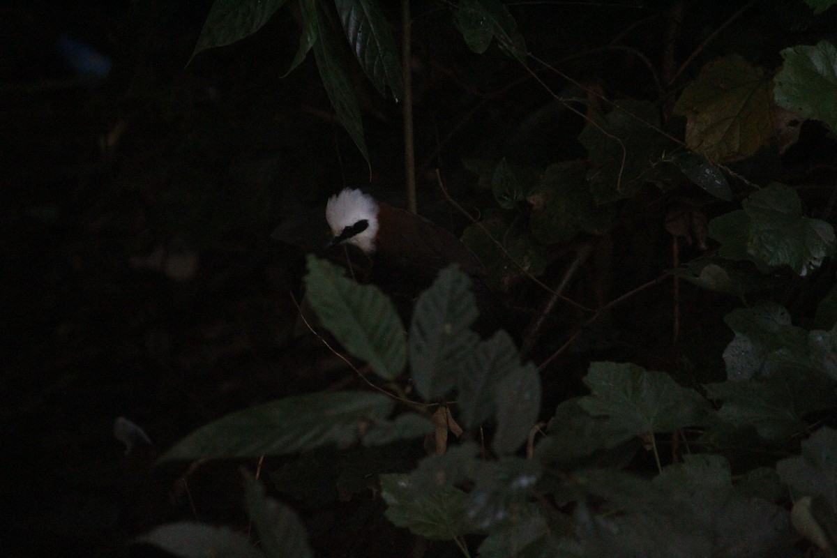 Ak Tepeli Gevezeardıç - ML645774549