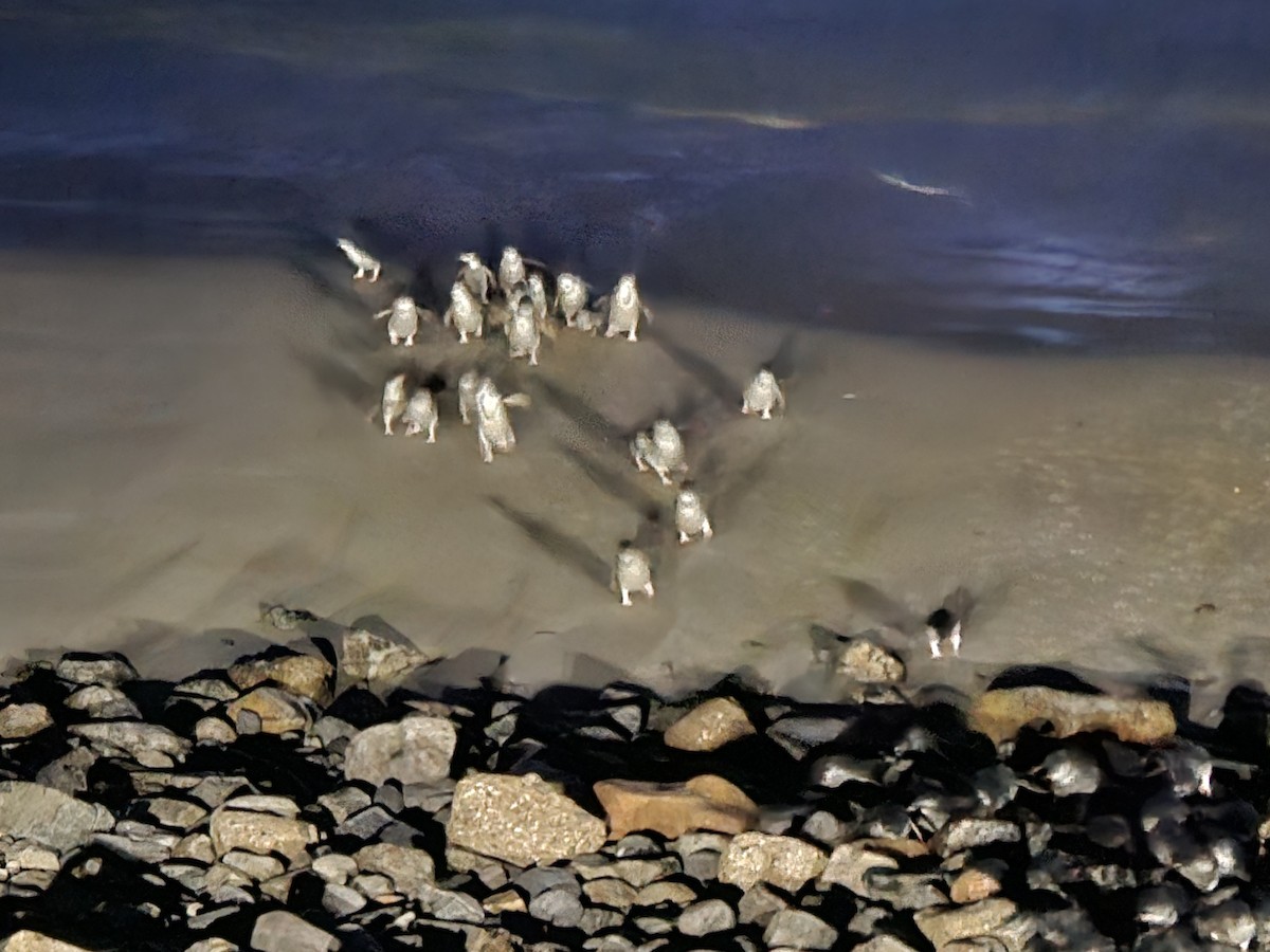 Little Penguin - ML645774550