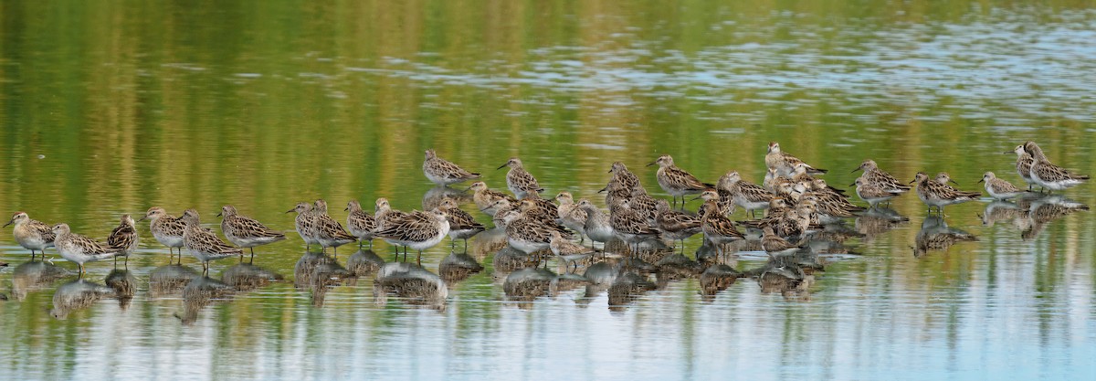 Kıl Kuyruklu Kumkuşu - ML645774551