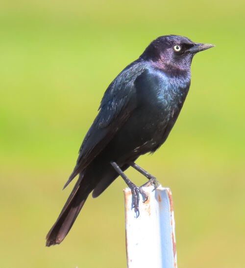 Brewer Karatavuğu - ML645774552